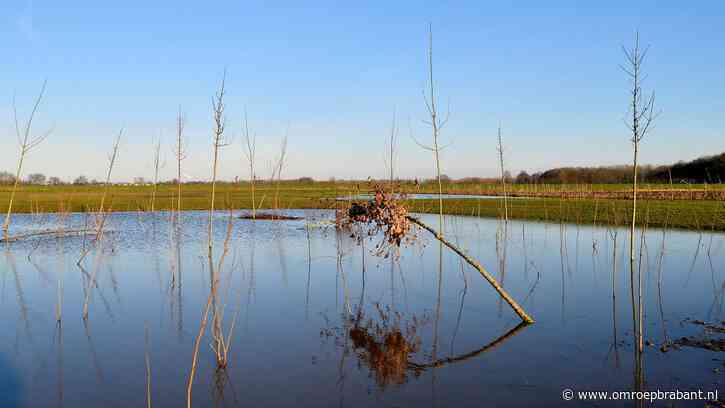 Nieuw Levenbos staat helemaal blank, jonge bomen staan onder water