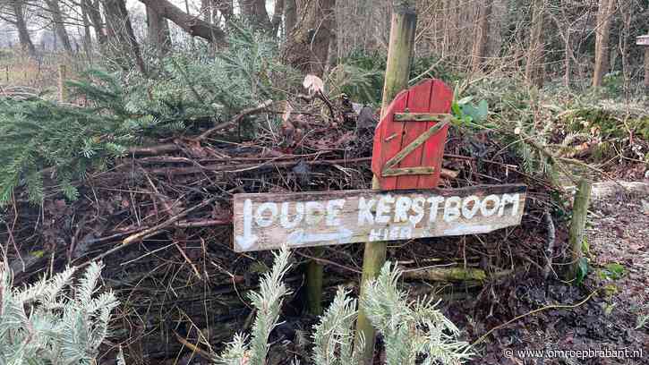 Egels kruipen massaal onder afgedankte kerstbomen om te pitten