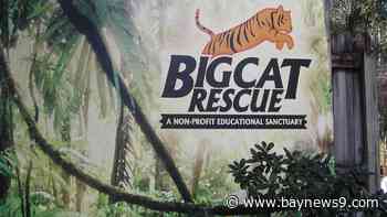 Big Cat Rescue sells off Tampa property, animals moved to Arkansas