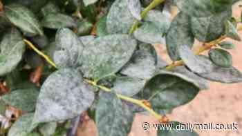 Scientists warn popular fruit could be wiped out by fungus rapidly-spreading worldwide