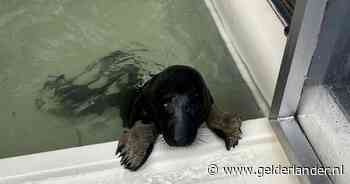 Grote verrassing voor verzorgers Pieterburen: Zeehondje Ebbie wordt pikzwart