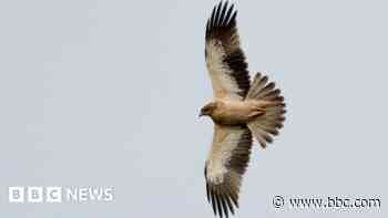 Rare sighting of booted eagle delights twitchers