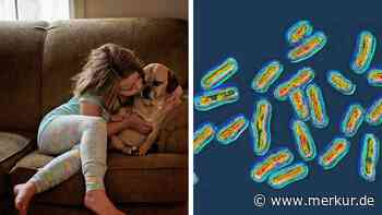 Bedrohung durch Vierbeiner: Hunde können gefährliche Pathogene übertragen