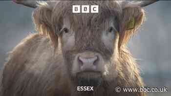 Essex nurse ‘saved’ by Highland cattle after breakdown