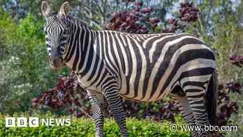 Zebra died after rhino punctured stomach - zoo