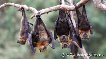 Bats are being forced out of their normal feeding grounds by disturbance caused by wind turbines, research suggests