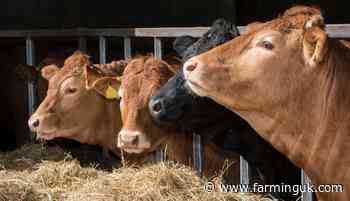 New feed launched to help finish beef cattle quicker