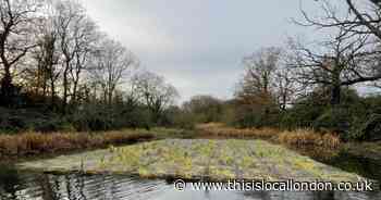 The floating reed bed aiming to transform park lake into wildlife haven