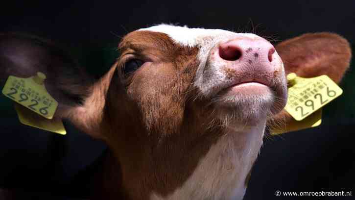 Tot nu toe nergens mond-en-klauwzeer aangetroffen