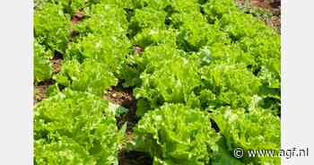 Spaanse onderzoekers ontwikkelen 'super-sla' boordevol bètacaroteen
