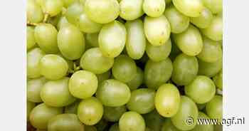 Traditioneel 12 druiven met de jaarwisseling in Spanje