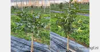 Testen met citrus- en avocadoteelt in Franse Drôme