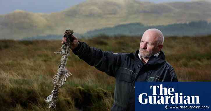 It was a wildlife conservation triumph, then came the corpses – podcast