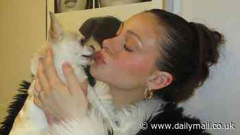 Vets issue an urgent warning about KISSING your dogs