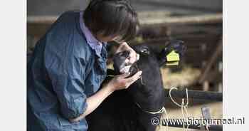 "Geen signalen van MKZ in Nederland, wel preventief vaccins besteld"