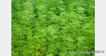 Proefproject met hennep en additief op Campus Vesta doet PFAS met 67% dalen