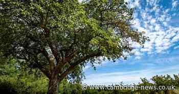 'David and Goliath battle' as legal action started against planned Cambridge to Cambourne busway