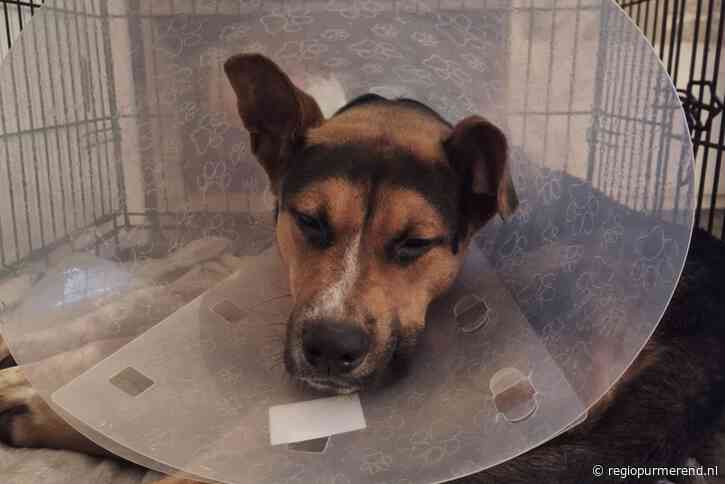 Purmerendse puppy ernstig ziek door Nylabone-speeltje: een waarschuwing voor hondenbezitters