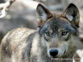 Operation underway to capture B.C. wolves for relocation in Colorado