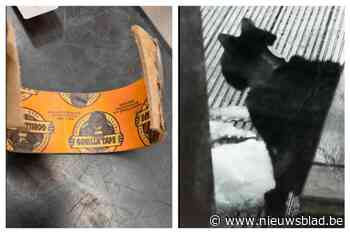 Dierenliefhebbers redden zwerfkatje met rol ducttape rond de hals: “We moesten het dier verdoven om de tape los te krijgen”
