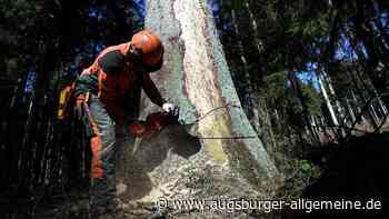 Unfall im Wald: 24-Jähriger wird beim Baumfällen schwer verletzt
