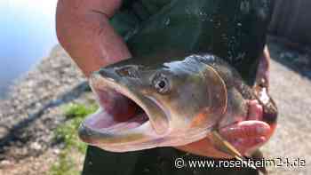 „Hucho hucho“ im Rampenlicht: Was hinter Bayerns Fisch des Jahres steckt