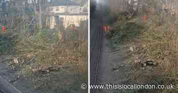 Trees next to Romford-Upminster train line axed in 'act of woodland destruction'