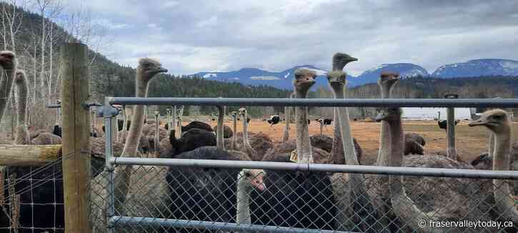 B.C. farmers challenge government order to cull ostrich herd over avian flu outbreak