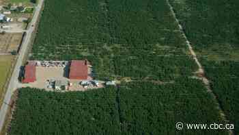 As fruit buds swell, B.C. farmers hit by 2024 deep freeze hope for better harvest