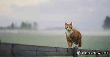 Neighbour ‘purposely farting’ at resident among 10 wacky B.C. bylaw calls of 2024