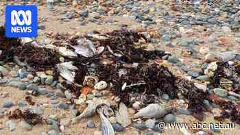 Footage reveals 'devastating' scale of mass fish kill in WA's Pilbara