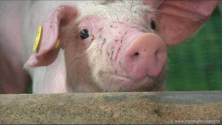 Creil - Omstreden 'varkensflat' in Creil staat te koop, inclusief 20.000 varkens