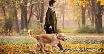 Walking my dog helped me recover from grief, says consultant paediatrician