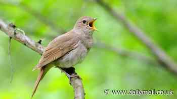 Why birds love a good chat during migration - and how they 'buddy up' with a pal for the long journey