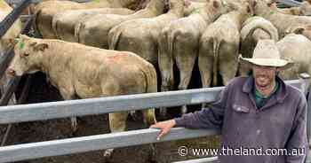Processors' passion for weight highlights dollar value of Kempsey steers