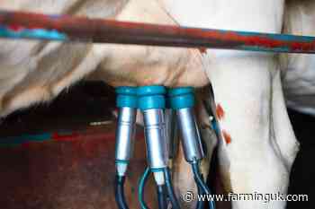 Bird flu in cattle 'not an increased threat to humans'