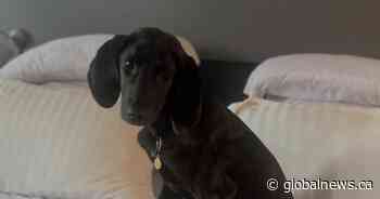 Ontario family ‘blindsided’ after puppy adopted from SPCA dies