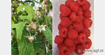 "Afzet van bio frambozen is opvallend gestegen"