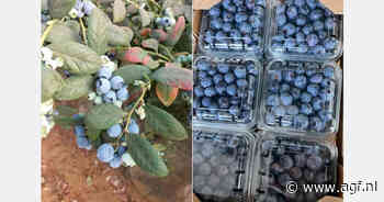 Tweede oogstweek voor Marokkaanse blauwe bessen