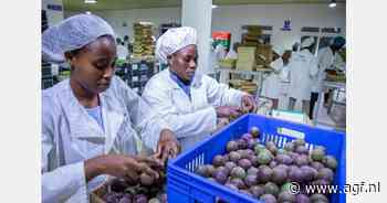 Rwanda's fruitexport +61% dankzij avocado's
