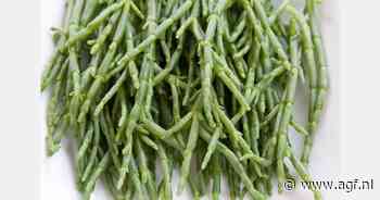 Zo verliep het seizoen zeegroenten snijden in Anna Jacobapolder en Sint-Annaland