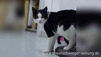 Kater mit kleiner Macke braucht Raum für sein „Königreich“