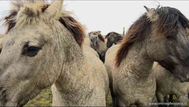 Flevoland - Staatssecretaris: 'Doden gezonde konikpaarden Oostvaardersplassen zoveel mogelijk voorkomen'