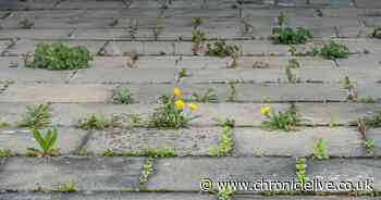 Gardening experts recommend kitchen cupboard hack to protect patios over winter