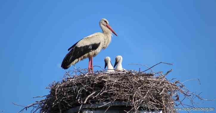 Vogelgrippe in Nürnberg – Tiergarten geschlossen