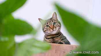 Looking for Pet-Safe Houseplants? Try These 7