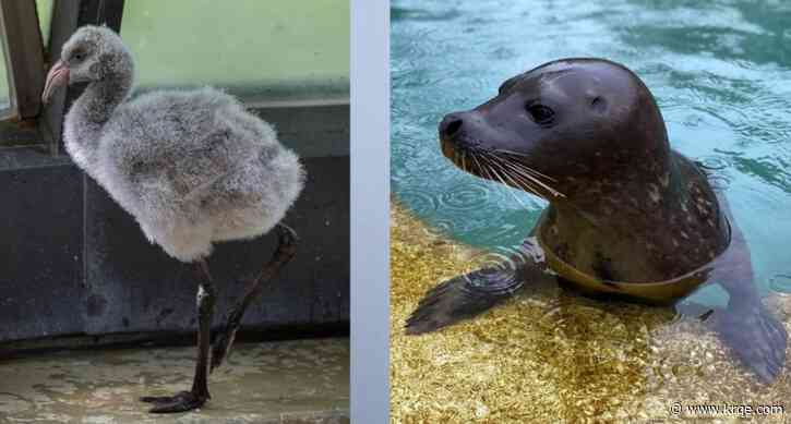 'We’ve lost two amazing animals:' Harbor seal, Chilean flamingo at Chicago zoo die from bird flu