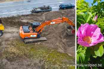 Agentschap Natuur en Bos investeert meer dan 7 miljoen euro in herstel van inheemse duinplanten in Vlaamse kustduinen: “Niets doen is geen optie”