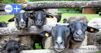 Schutz vor MKS: Zoo Hannover kann umgehend reagieren