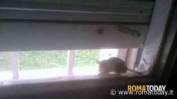 Via i mobili dell'asilo per scovare i topi ma intanto i genitori sono sul piede di guerra